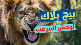 الاسد الضخم و المرعب و اللي عمل كل حاجه غلط - الاسطوره بيك بلاك (اسود الزمن الجميل)