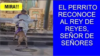 Mira la tierna reacción del #Perro cuando el Sacerdote da la Bendición con el Santísimo en #Misa