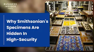 Why 99% Of Smithsonian's Specimens Are Hidden In High-Security | Big Business