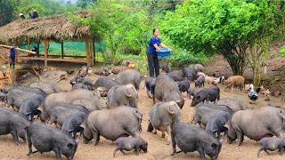 Lulu Farm Get help from the village government to raise 100 kg mother pigs