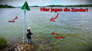 Hier jagen die Zander jetzt im Fluss!