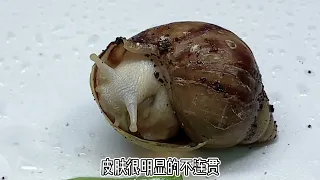 发现一只深缩壳的蜗牛，生病了得赶紧救救他，好可怜啊！#寵物 #蝸牛 #萌寵