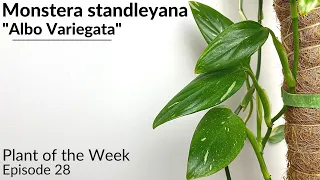 How To Care For Monstera standleyana "Albo Variegata" | Plant Of The Week Ep. 28