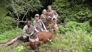 CAMEROON CAMEROUN 2014 Forest and Savanna Buffalo hunting (chasse) by Seladang