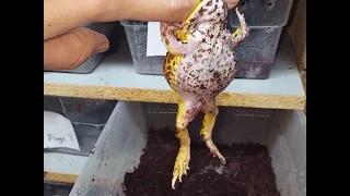Does a pacman frog bite hurt?