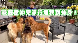 狗狗最鐘意沖完涼行埋我到抹身！佢哋除咗食狗糧 都會食下骨食下菜