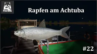 Rapfen am Achtuba