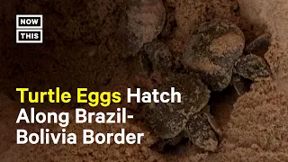 Thousands of Baby Turtles Hatch Near Brazil, Bolivia Border