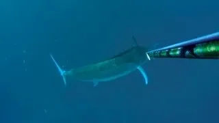 Spearfishing 500lb Black Marlin - Best Video