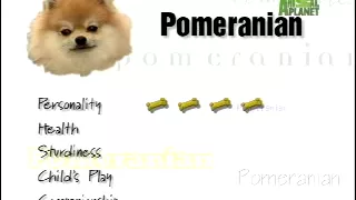 Breed All About It - Pomeranian