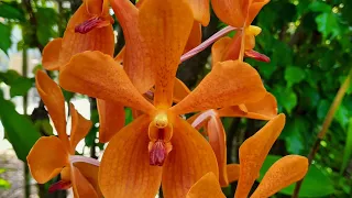 How I plant my sun loving vanda orchids and a few surprises in my garden @orchidnewbee8786