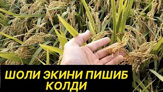 ШОЛИ ЭКИНИ ПИШИБ КОЛДИ ВЫРАЩИВАНИЕ РИСА SHOLI XOSILDORLIGI XORAZMDA SHOLI ETISHTIRISH GROWING RICE