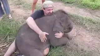 Baby Elephants love to cuddle