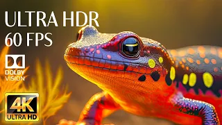 4K HDR 60fps Dolby Vision with Animal Sounds & Calming Music (Colorful Dynamic) #15