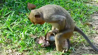 OMG.,Unbelievable Happened…Why Big Monkey Did Example Like This On It Baby?