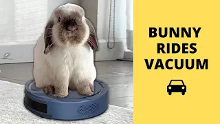Rabbit Rides Vacuum **SHOCKING**