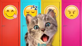 Cute Kitten Little Cat Adventure - Play Fun Pet Care - Preschool Educational Games #674