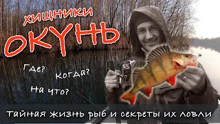 ОКУНЬ - что это за рыба? Как, где и на что ловить окуня | Тайная жизнь рыб и секреты их ловли.