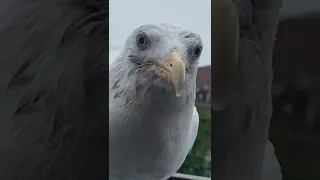 Catching a Fish By Hand... For My Pet Seagull