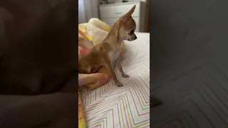 Смілива та безстрашна 🐾🐶