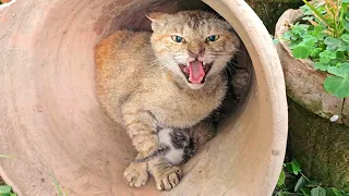 Angry Mother cat protects her Kittens and doesn't let anyone approach them