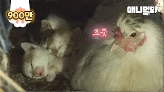 Hen Looks After Kittens Of A Cat Whom She Raised