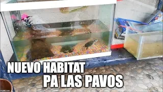 nuevo habitat para las tortugas pavorreal