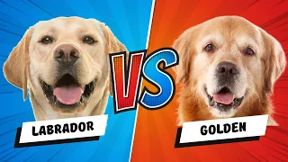 Labrador Retriever vs. Golden Retriever - Which is Better? Dog vs Dog