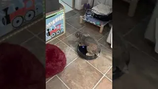 Rabbit Rides Around on Robot Vacuum || ViralHog