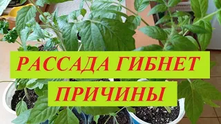 Гибнет рассада - в чем проблема? Грунт неподходящий, семена не качественные или другие причины?