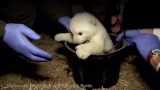Новорожденный белый медвежонок оказался мальчиком
