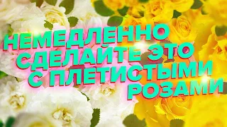 КАК И КОГДА ПРАВИЛЬНО УКРЫВАТЬ ПЛЕТИСТЫЕ  РОЗЫ. ОСЕННЯЯ ОБРЕЗКА И УКРЫТИЕ. СЕКРЕТЫ СПЕЦИАЛИСТА