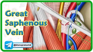 Great saphenous vein Anatomy animation : Location, Course, Tributaries and Drainage | USMLE Review