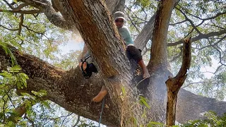 Impressive!! Indonesian lumberjack and woodworker, Felling old trembesi tree.