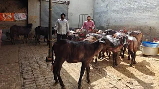 23 ਕੱਟੀਆਂ ਇਕੱਠੀਆਂ ਵਿਕਾਊ, 23 Heifers for Sale