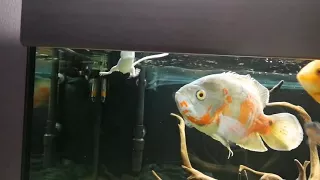 Oscar fish eating mouse