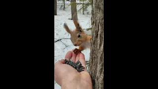 Жёлтенькая белочка ест семечки с ладони