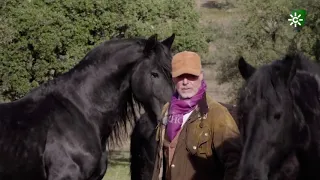 Caballos Frisones en Hinojosa y Peñarroya