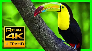 Самые красивые цвета природы в 4K III 🐦 Разноцветные животные. Антистрессовая музыка - 4K UHD TV