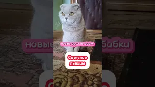 Новые русские бабки 🤣 Светские львицы #cat #прикольнаяозвучка