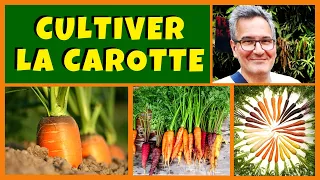 Comment réussir la carotte au potager