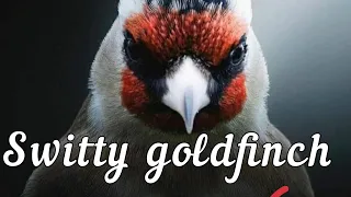 Switty goldfinch song 💯