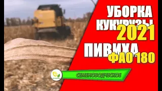 Уборка кукурузы Пивиха ФАО 180 / Урожай 2021