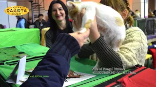Dakota Gold, питомник бенгалов на выставке кошек, Харьков, декабрь, 2017, 21 Слайд шоу 1