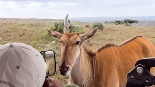 "Pearls of the Plains" - Amazing Wildlife Safari in Loisaba Conservancy, Laikipia Kenya 2018 (4K)