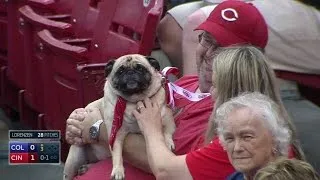 COL@CIN: Fans, dogs enjoy Bark in the Park night