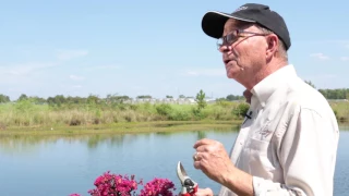 How to Prune Black Diamond Crapemyrtles