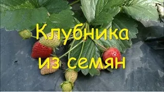 Клубника из семян