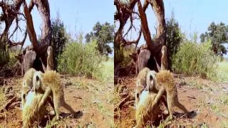 Kalahari Meerkats 3D