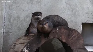 New river otters 'romp' at Blank Park Zoo